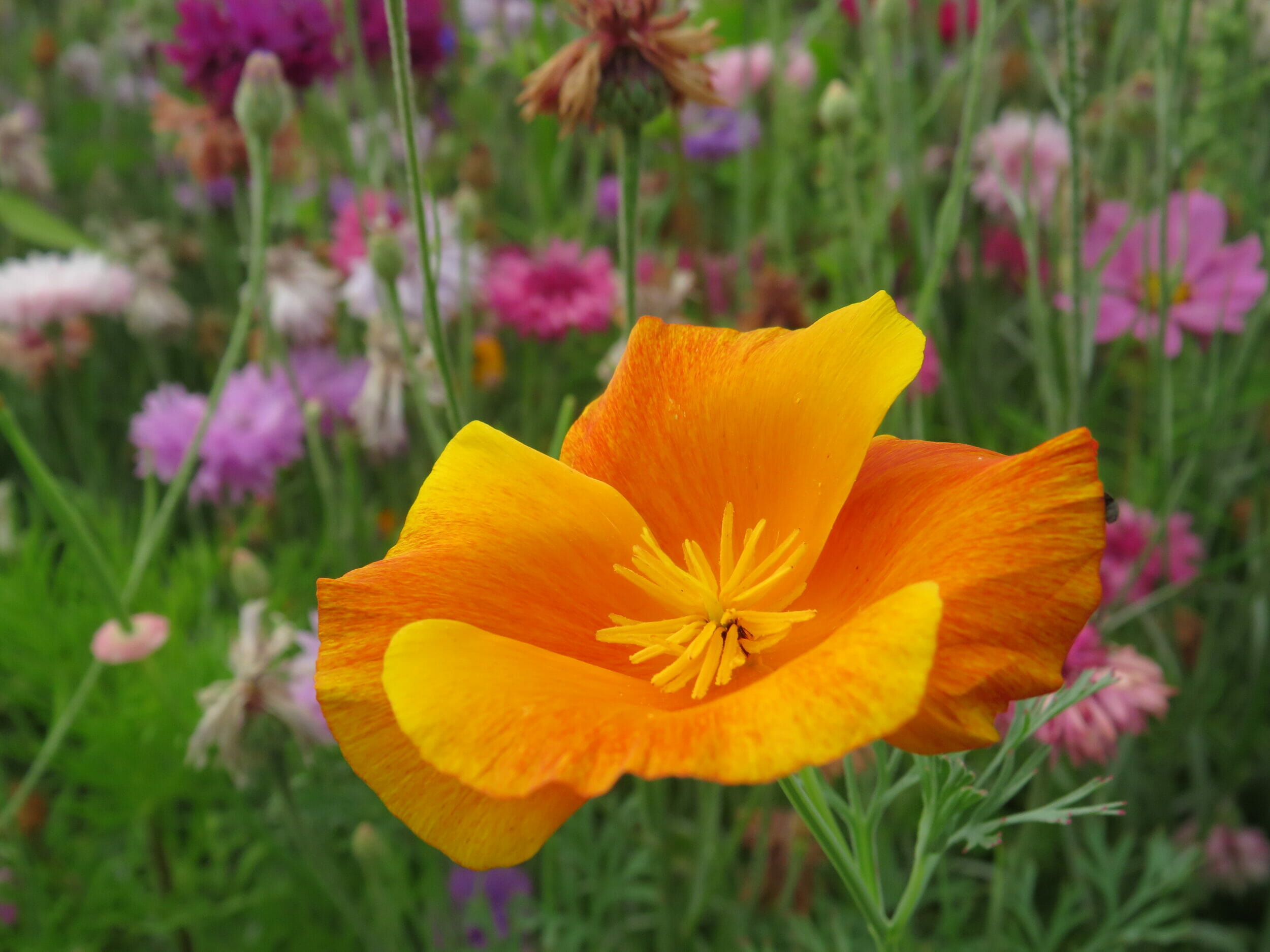 CS 6 Biodiversity