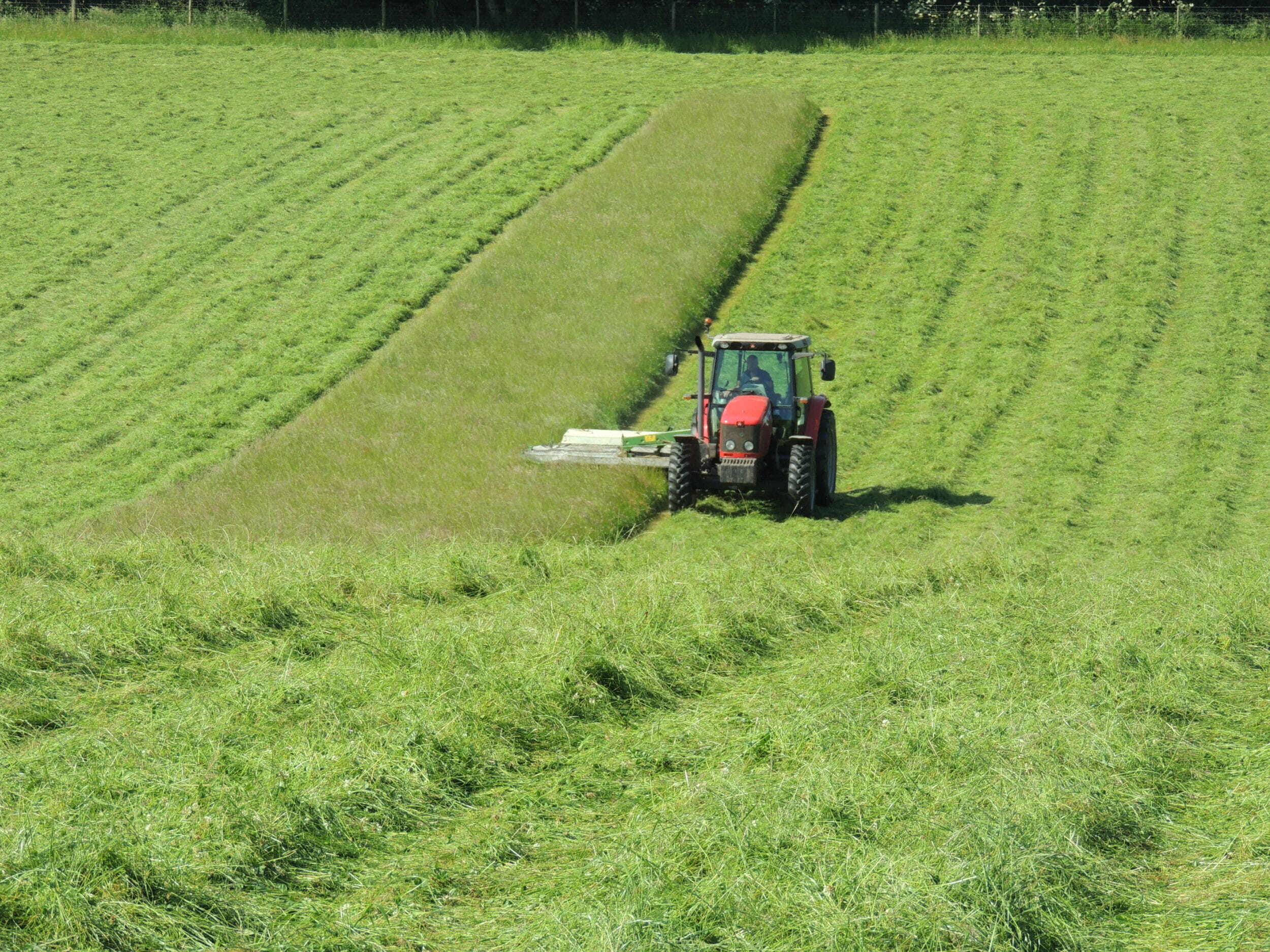 LG Monarch Multicut grass mixture
