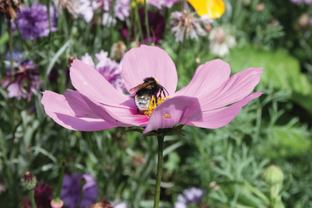 Colour Splash 4 Honey Bee