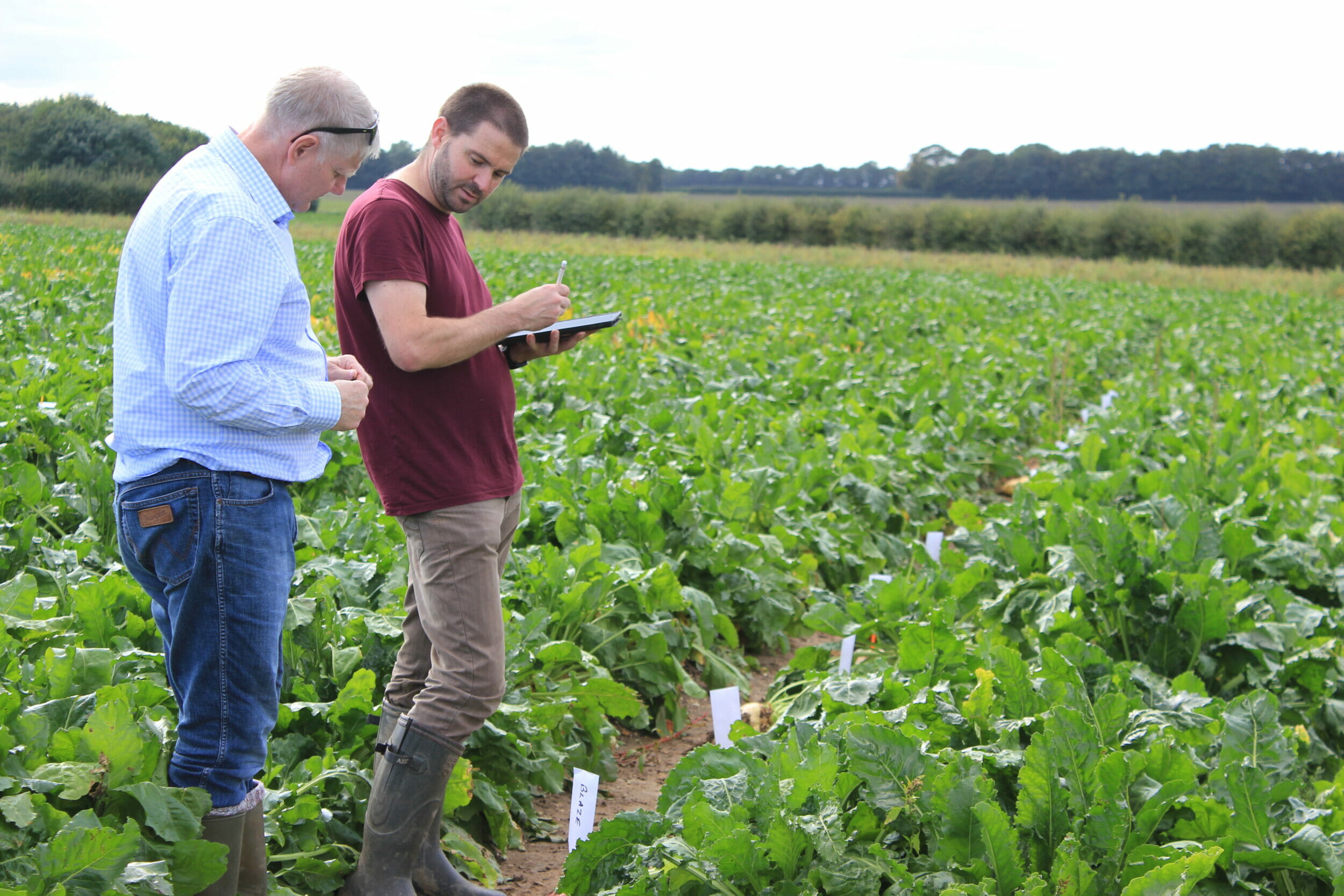 Product_Category_Forage_JohnSpence_Forage Breeding