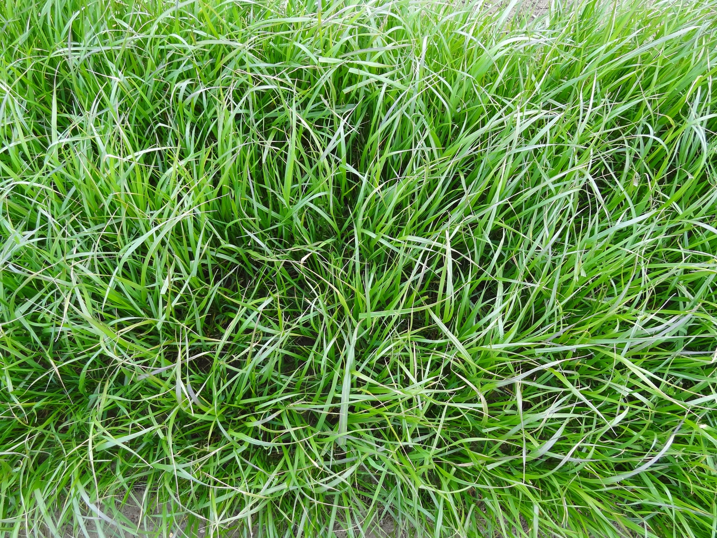 Westerwold Ryegrass Diploid