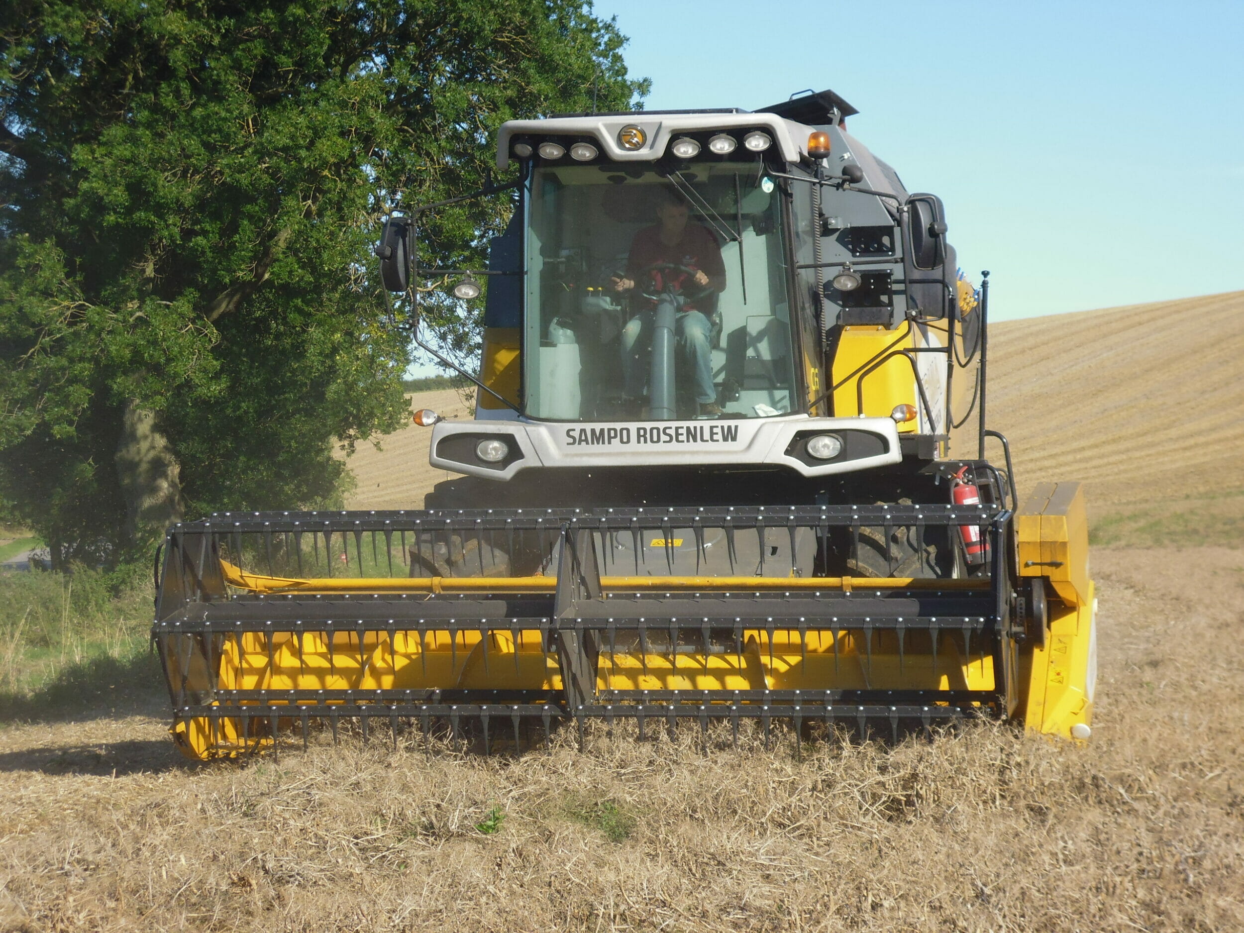 Prophet-Peas from Limagrain UK