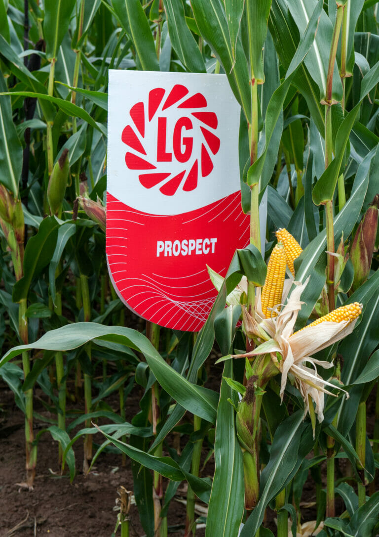 An LG sign saying prospect behind cobs in a crop of Prospect maize