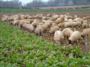 Sheep strip grazing LG Robbos Fodder Beet