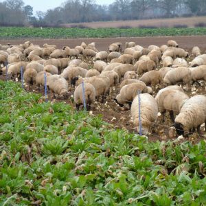 Sheep strip grazing LG Robbos Fodder Beet