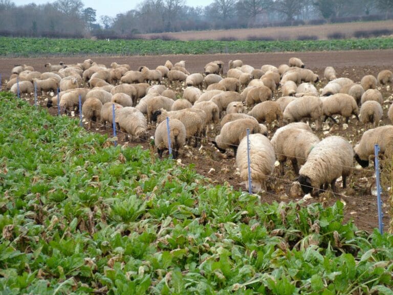 Sheep strip grazing LG Robbos Fodder Beet
