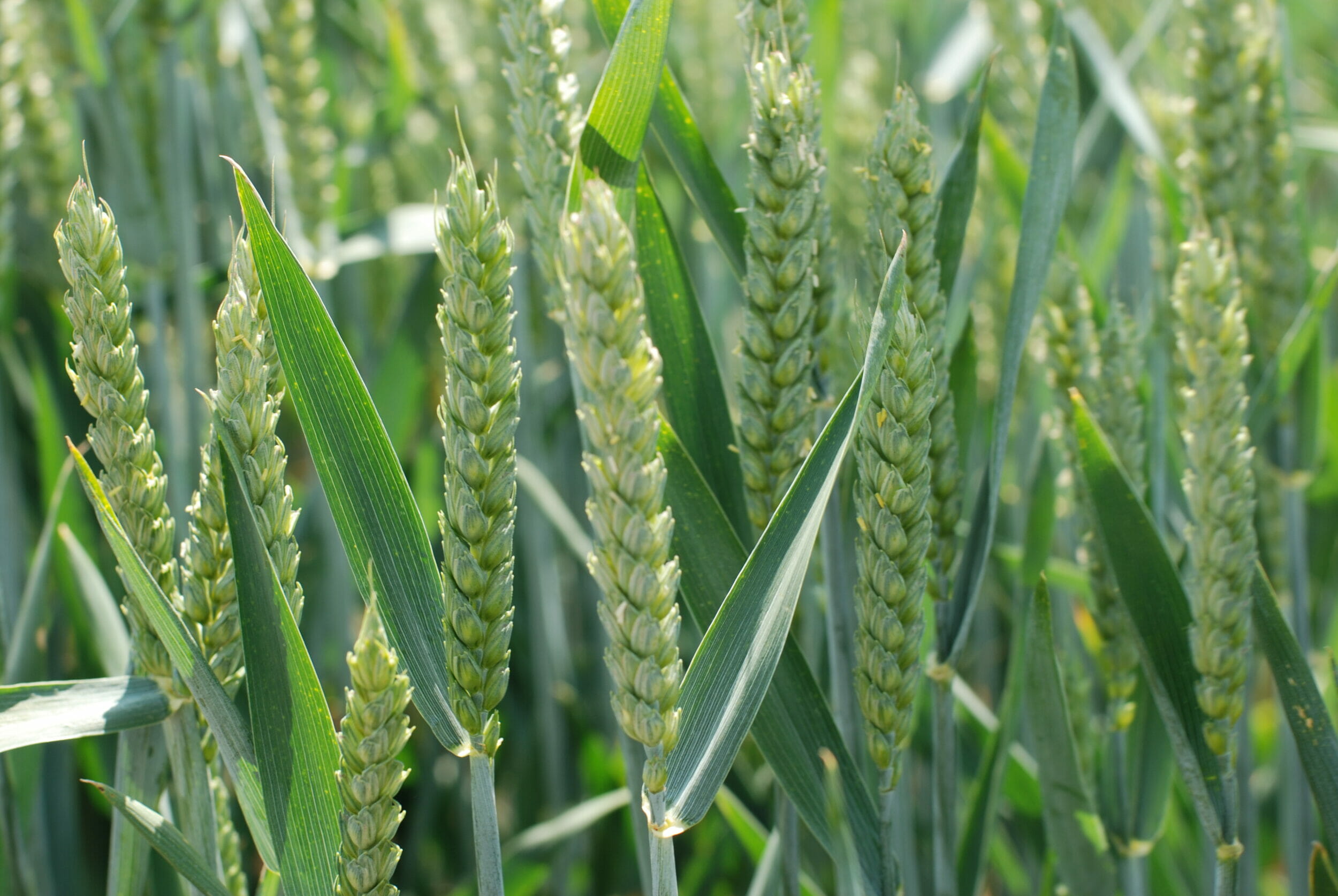 Revelation WINTER WHEAT