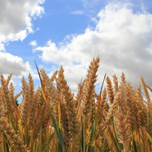 Revelation-winter-wheat-700px