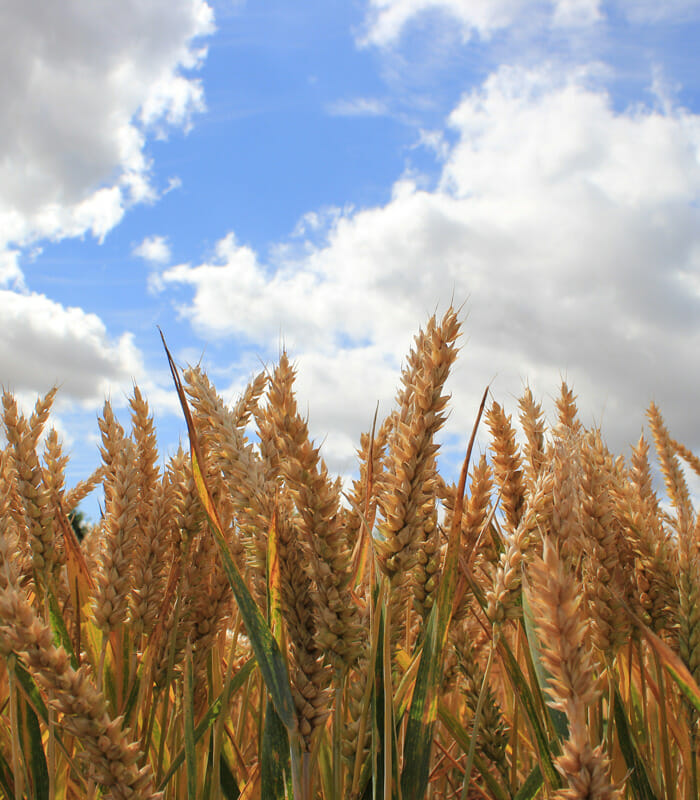 sachin and babi light blue dress Top dressing helps to boost Nitrogen in the plant that improves grain  formation and development of a broad leaf area index which provides food  for the plant which is vital for high