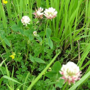 Sinclair McGill SMG-Meadow-Mixture