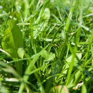 SMG-Polycrop-clover-chicory