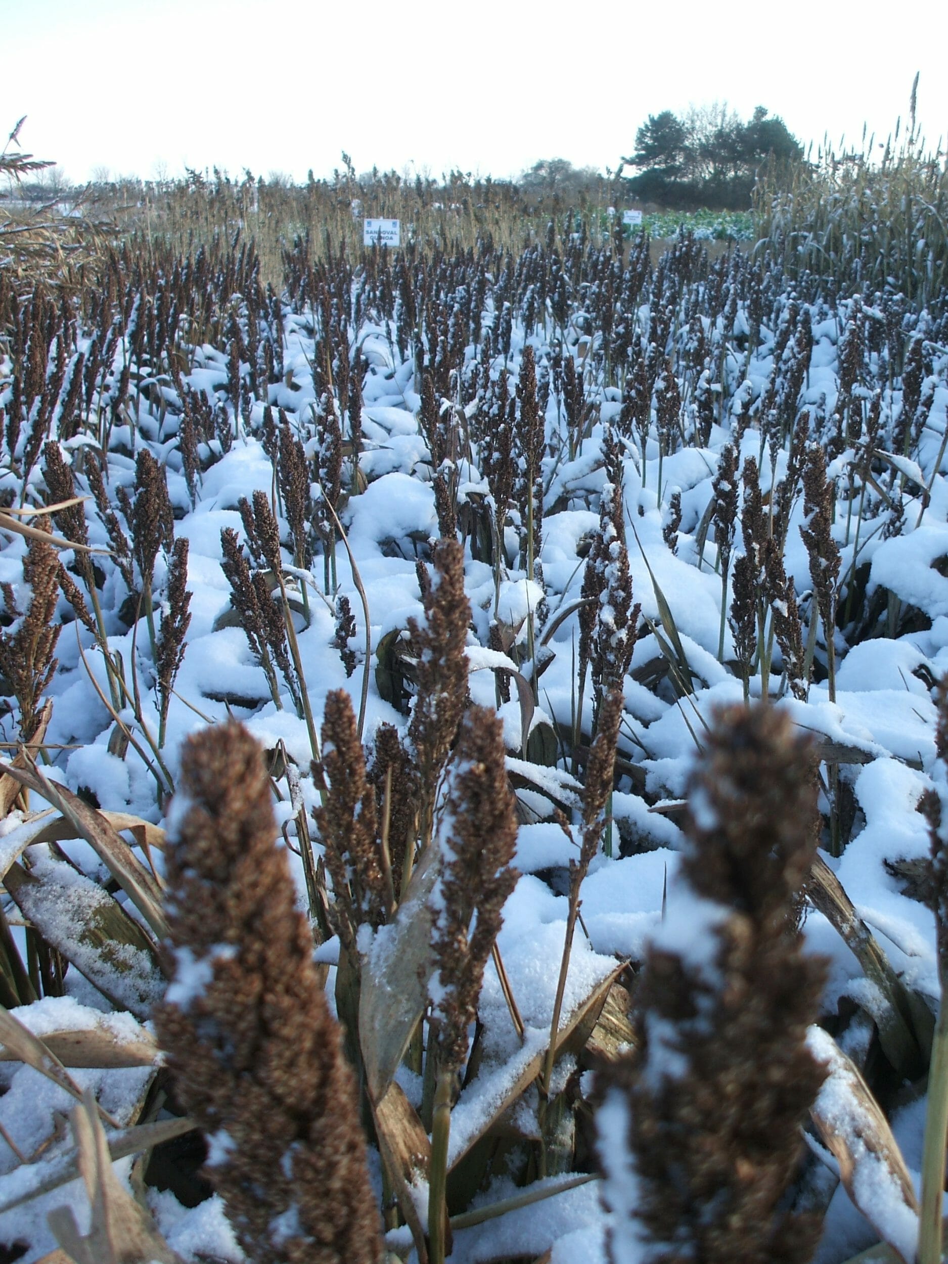 Shorty sorghum driving crop mixture