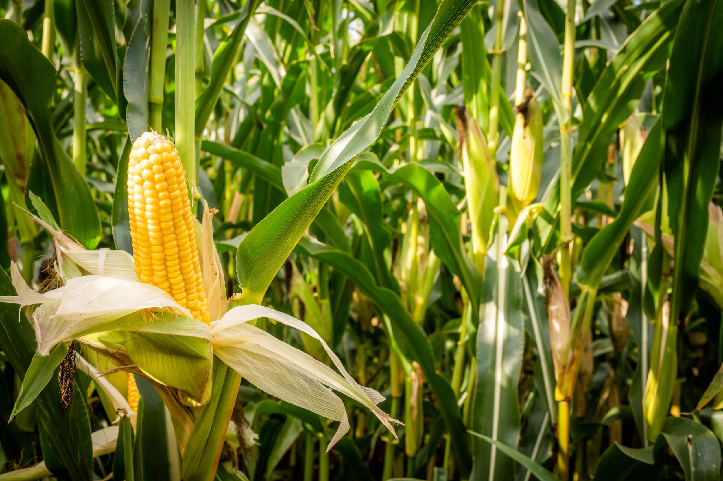 Maize fully grown in a field. Limagrain has several maize varieties on the 2026 NIAB Descriptive List.