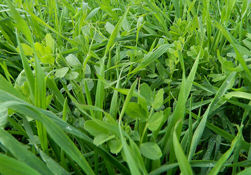 Sprinter soil improvement mixture