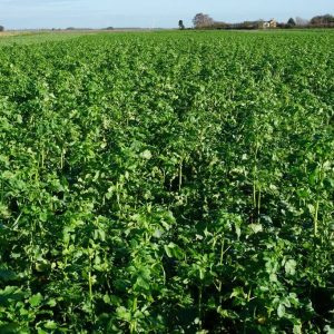 green-reward soil improvement mixture