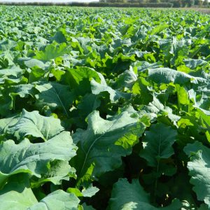 Rampart forage rape