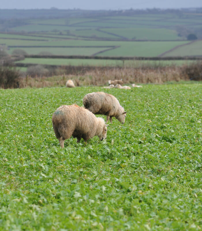 ambs-grazing-forage-rape