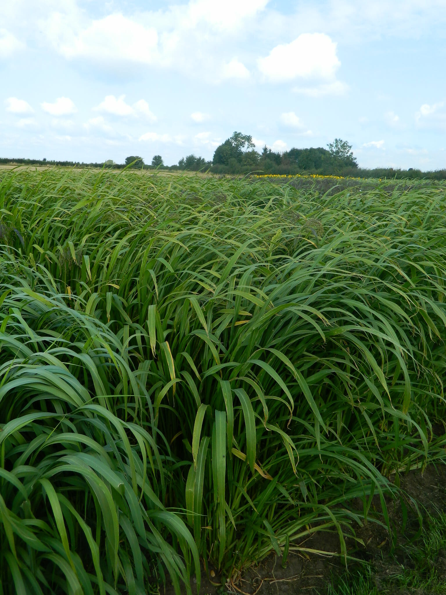 Magic millet mixtue
