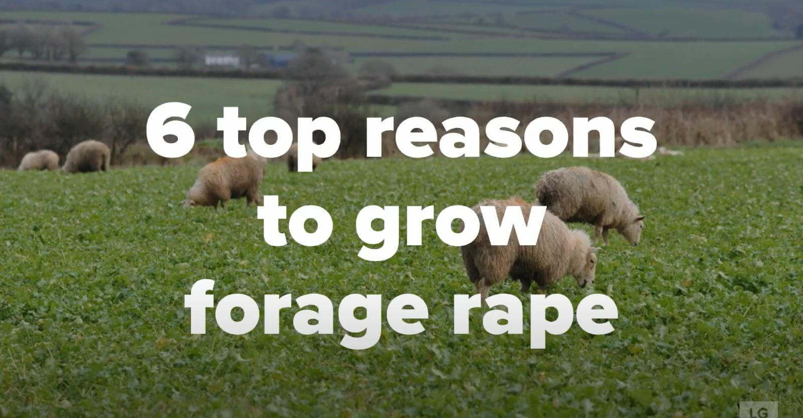 6 Reasons to Grow Stubble Turnips - LG Seeds
