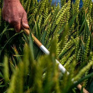 Inspecting wheat