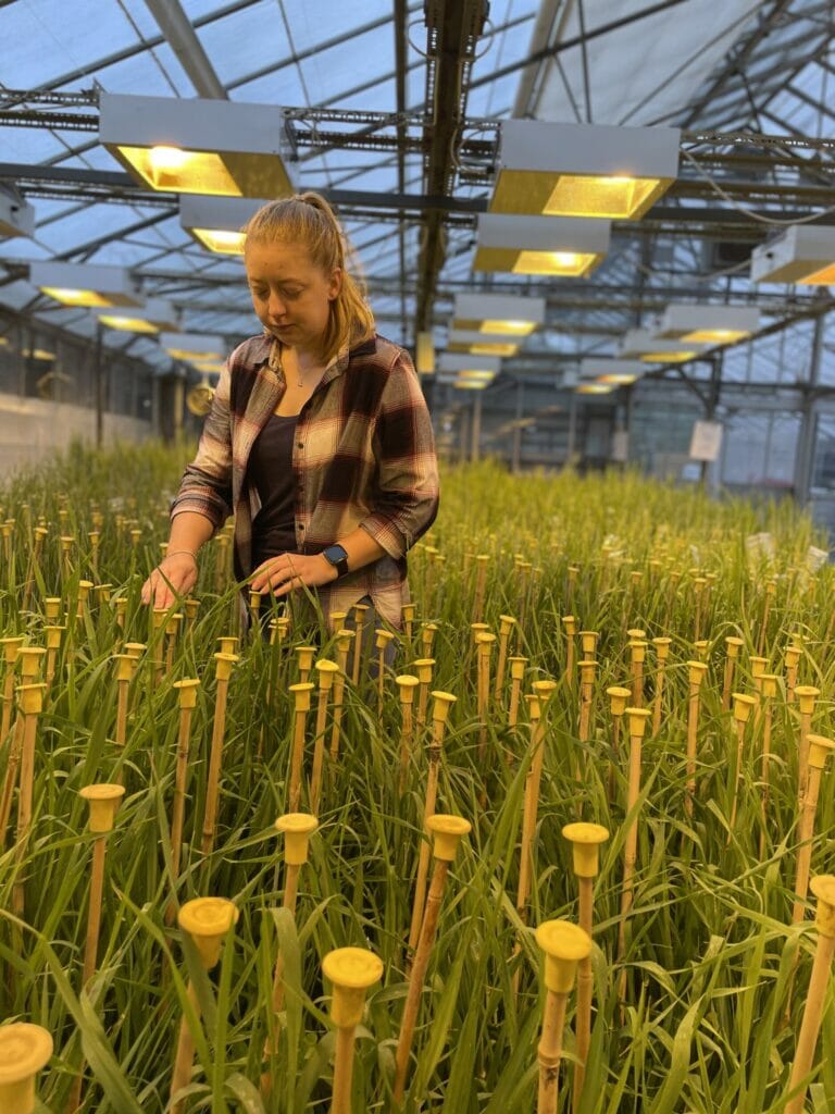 Christina-Hastings_Barley-Glasshouse