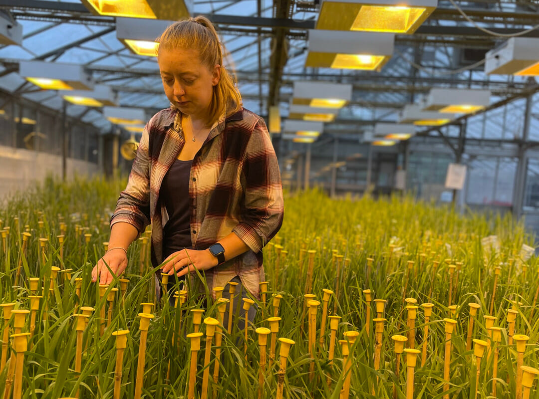 Christina-Hastings_Barley-Glasshouse