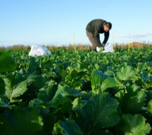 John-Spence-Limagrain UK-Forage-Trials