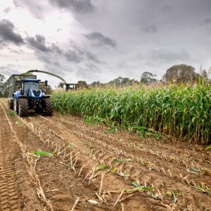 LG-Maize-harvest