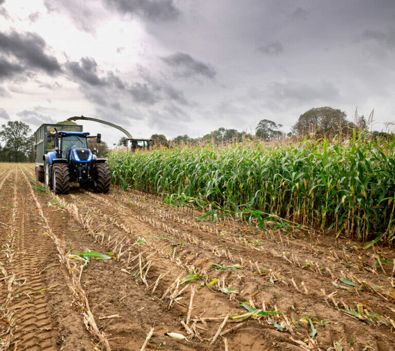 LG-Maize-harvest