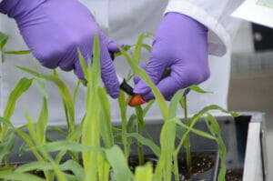 Maize leaf sampling breeding