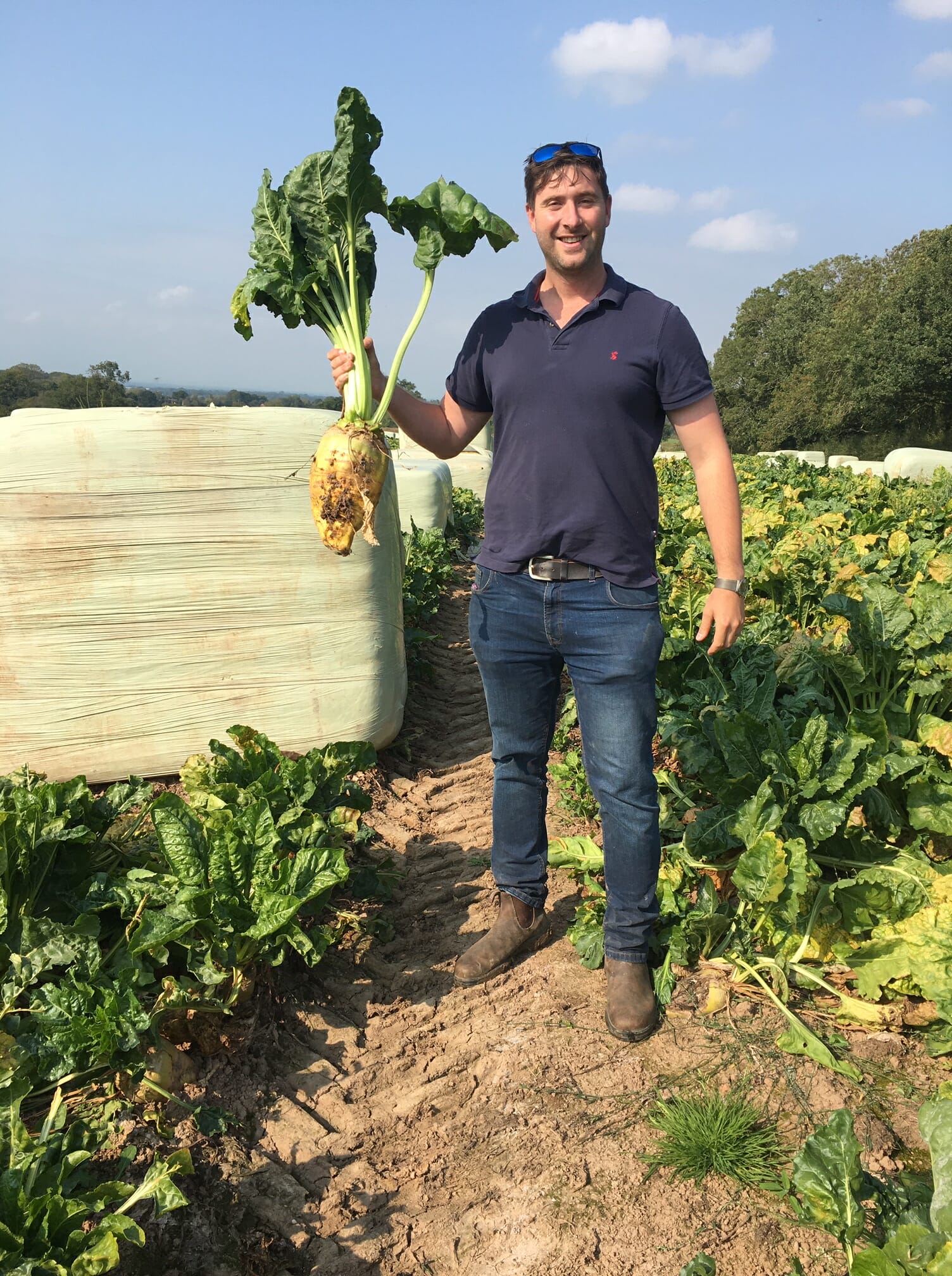 Robbos-fodder-beet-Ross-Dilks-Agrii-agronomist