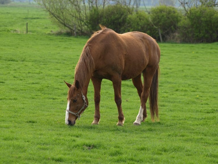 Horse grazing