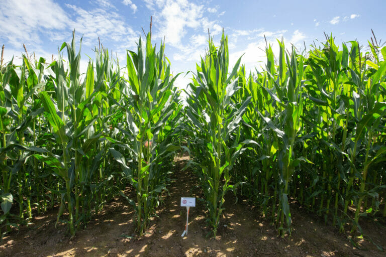 Gema-Maize