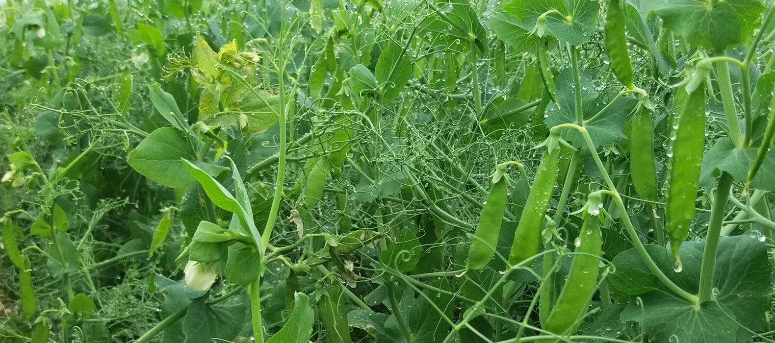 Limagrain peas