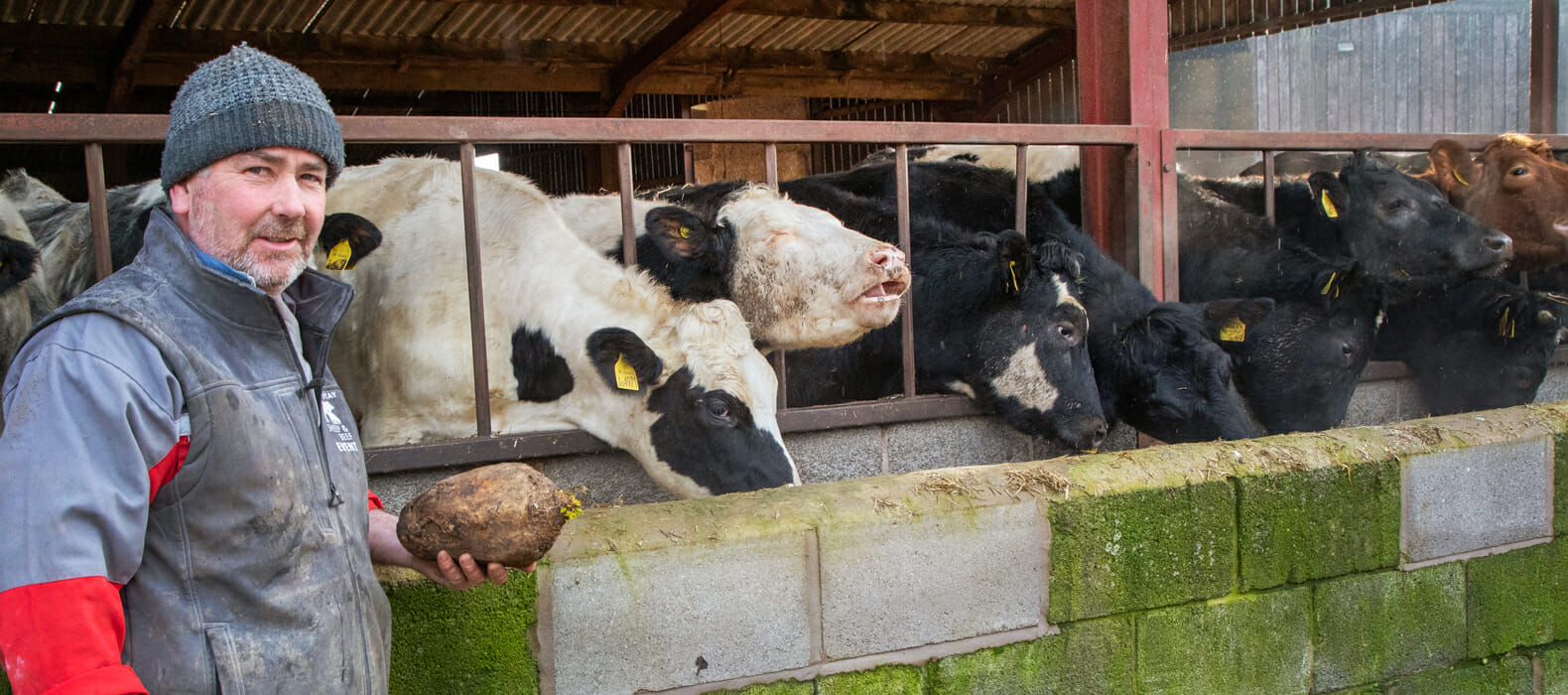 Robbos-fodder-beet-grower-Gordon-Tomley-with-his-cows