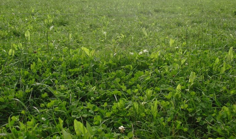 CHICORY Plants in multispecies sward