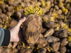 LG_Fodder_Beet_Robbos-and-clamp
