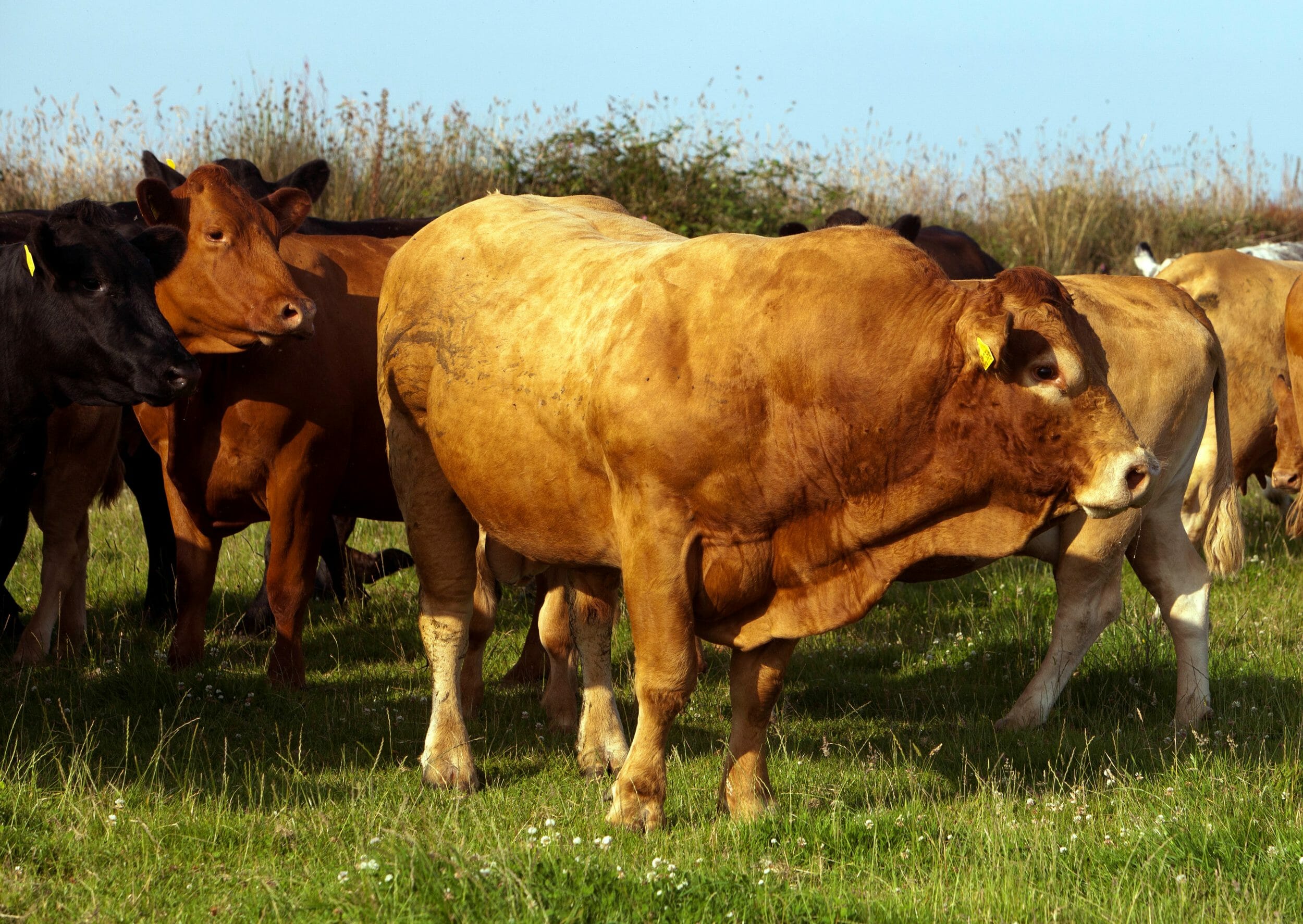 Beef cattle fed on Skyfall bounce back brassica