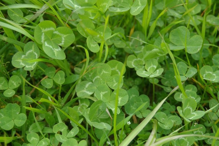 Pelleted-Cloverplus