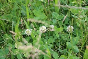 Farmer Andrew Hollings' LG Monarch Multispecies crop
