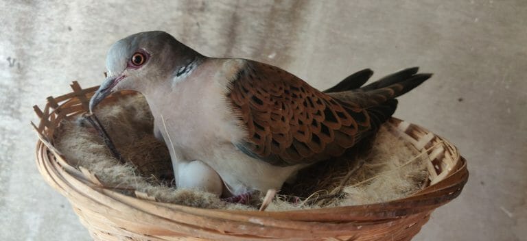 Turtle Doves