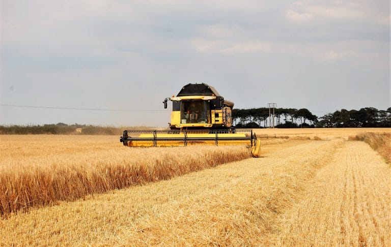 harvesting winter barley