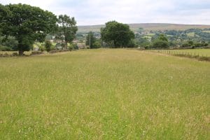 Multispecies Silage