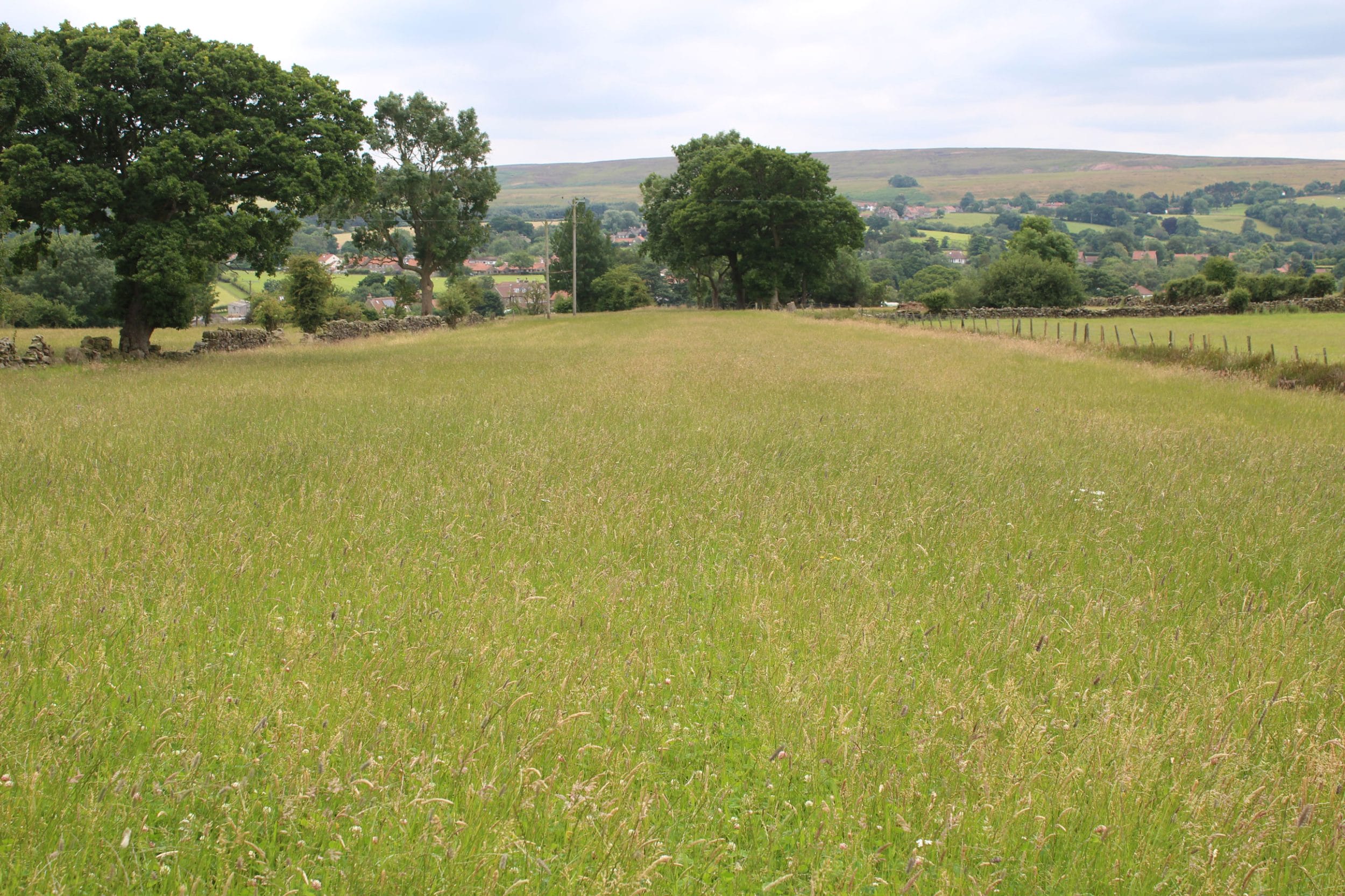 Multispecies Silage