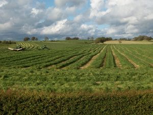 Prosper grass mixture