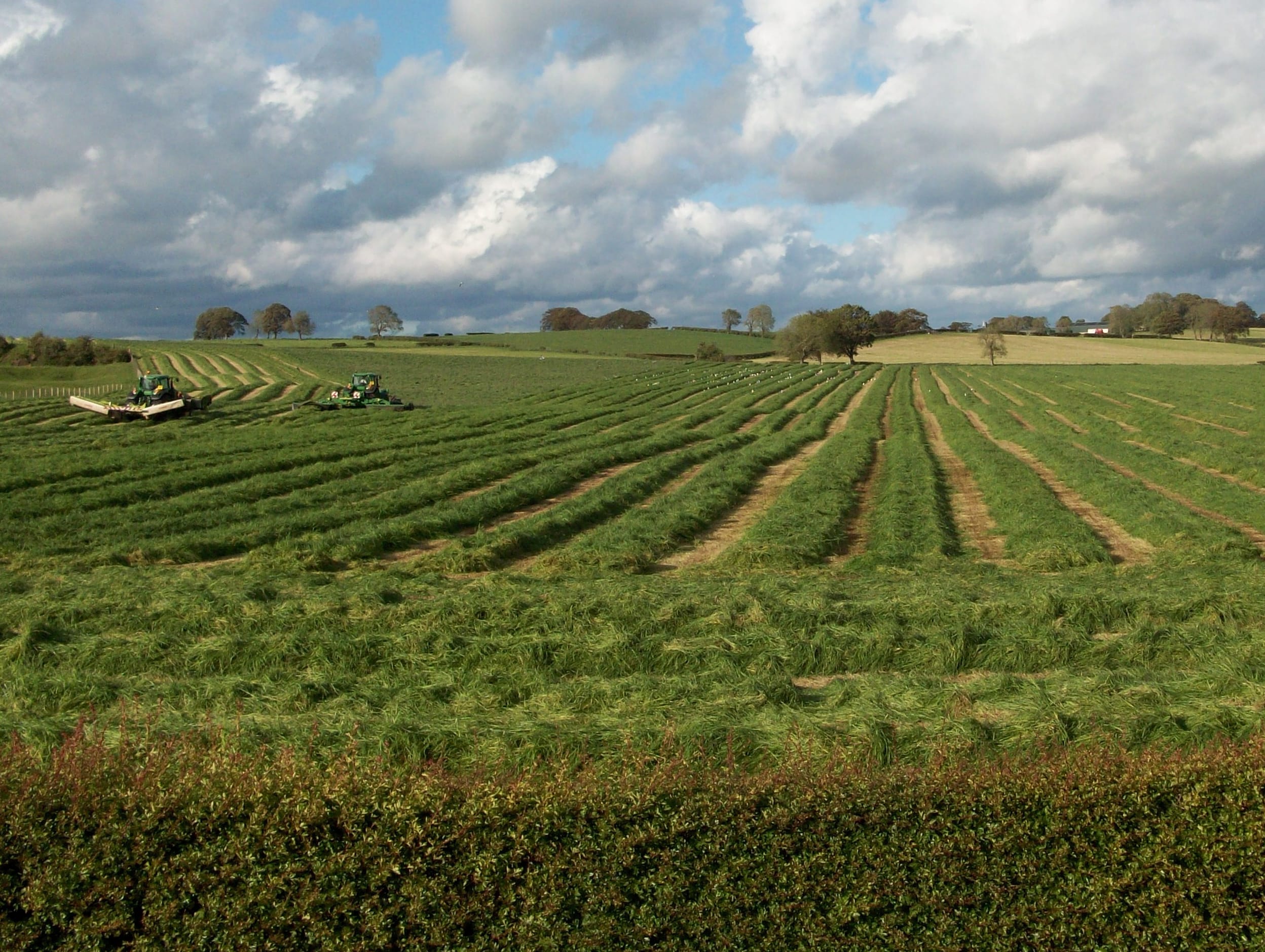 Prosper grass mixture