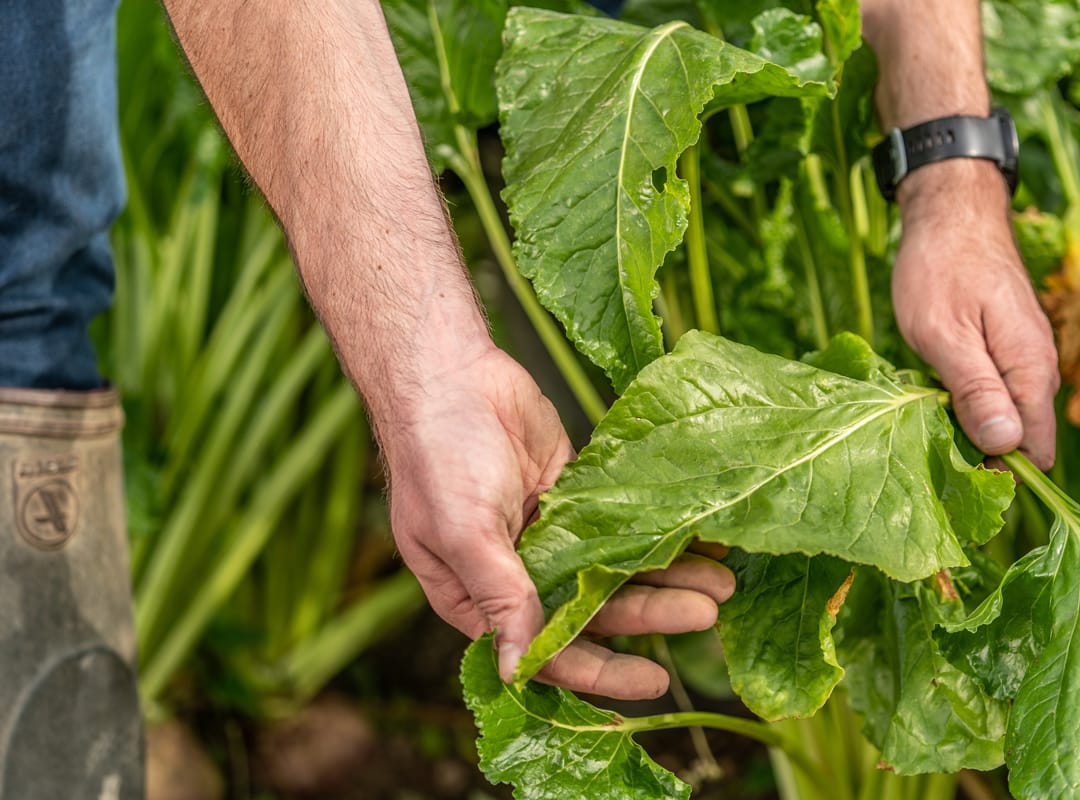Fodder-Beet-Leaves
