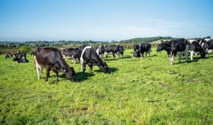 Dairy farmer Jack Carr tries bounce back forage to provide ideal summer break crop for dairy herd