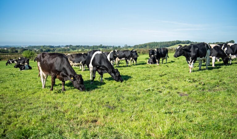 Dairy farmer Jack Carr tries bounce back forage to provide ideal summer break crop for dairy herd