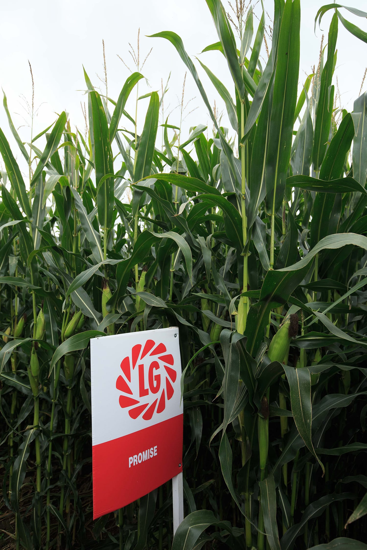 Good for multiple end uses, Promise can be successfully grown for crimped grain use.